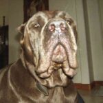 Cane Corso