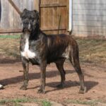 Cane Corso