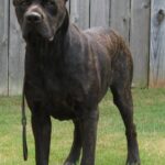 Cane Corso