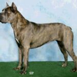 Cane Corso