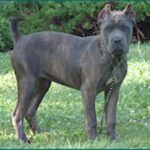Cane Corso