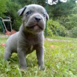 Cane Corso