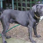 Cane Corso