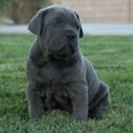 Cane Corso