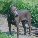Canis Panther