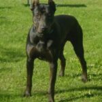 Canis Panther