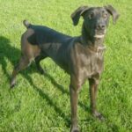 Canis Panther