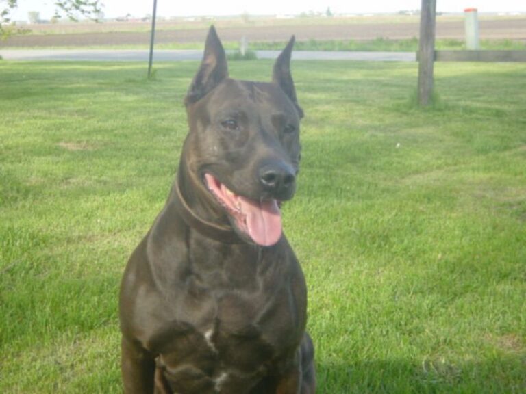 Canis Panther