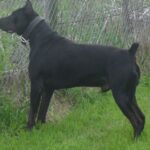 Canis Panther