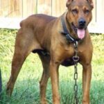 Canis Panther