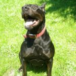 Canis Panther