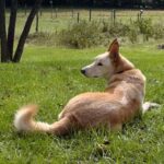 Carolinahund