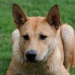 Carolinahund