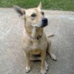 Carolinahund