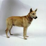 Carolinahund