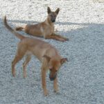 Carolinahund