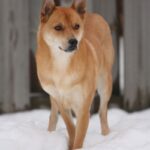 Carolinahund
