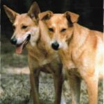 Carolinahund