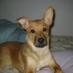 Carolinahund