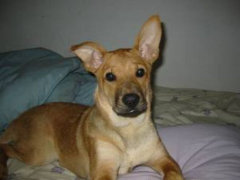 Carolinahund