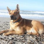 Carolinahund