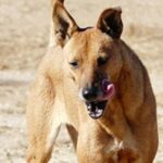 Carolinahund