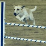 Carolinahund