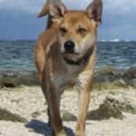 Carolinahund