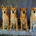 Carolinahund