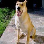 Carolinahund