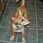 Carolinahund