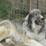 Carpathian Sheepdog