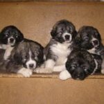 Carpathian Sheepdog