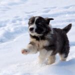 Carpathian Sheepdog