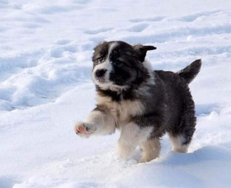 Carpathian Sheepdog