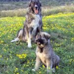Carpathian Sheepdog
