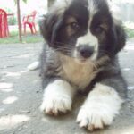 Carpathian Sheepdog