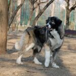 Carpathian Sheepdog