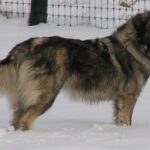 Carpathian Sheepdog
