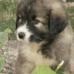 Carpathian Sheepdog