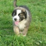 Carpathian Sheepdog