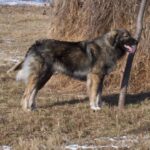 Carpathian Sheepdog