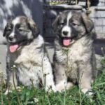 Carpathian Sheepdog