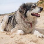 Carpathian Sheepdog