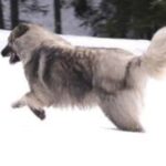Carpathian Sheepdog