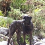 Castro Laboreirohund