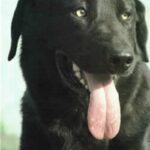 Castro Laboreirohund