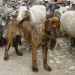 Castro Laboreirohund