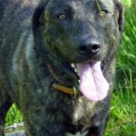 Castro Laboreirohund