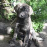 Castro Laboreirohund